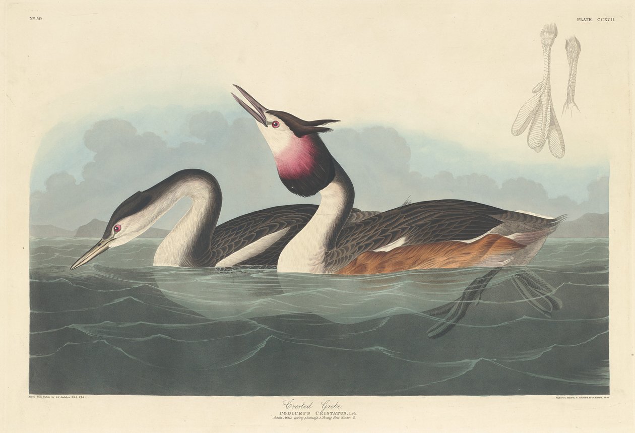 Svasso Crestato da Robert Havell after John James Audubon