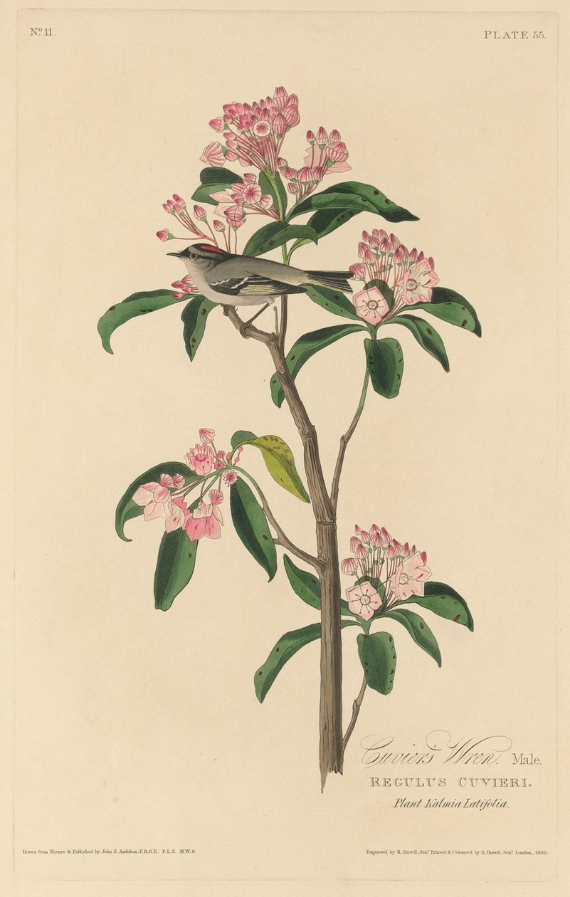 Scricciolo di Cuvier da Robert Havell after John James Audubon