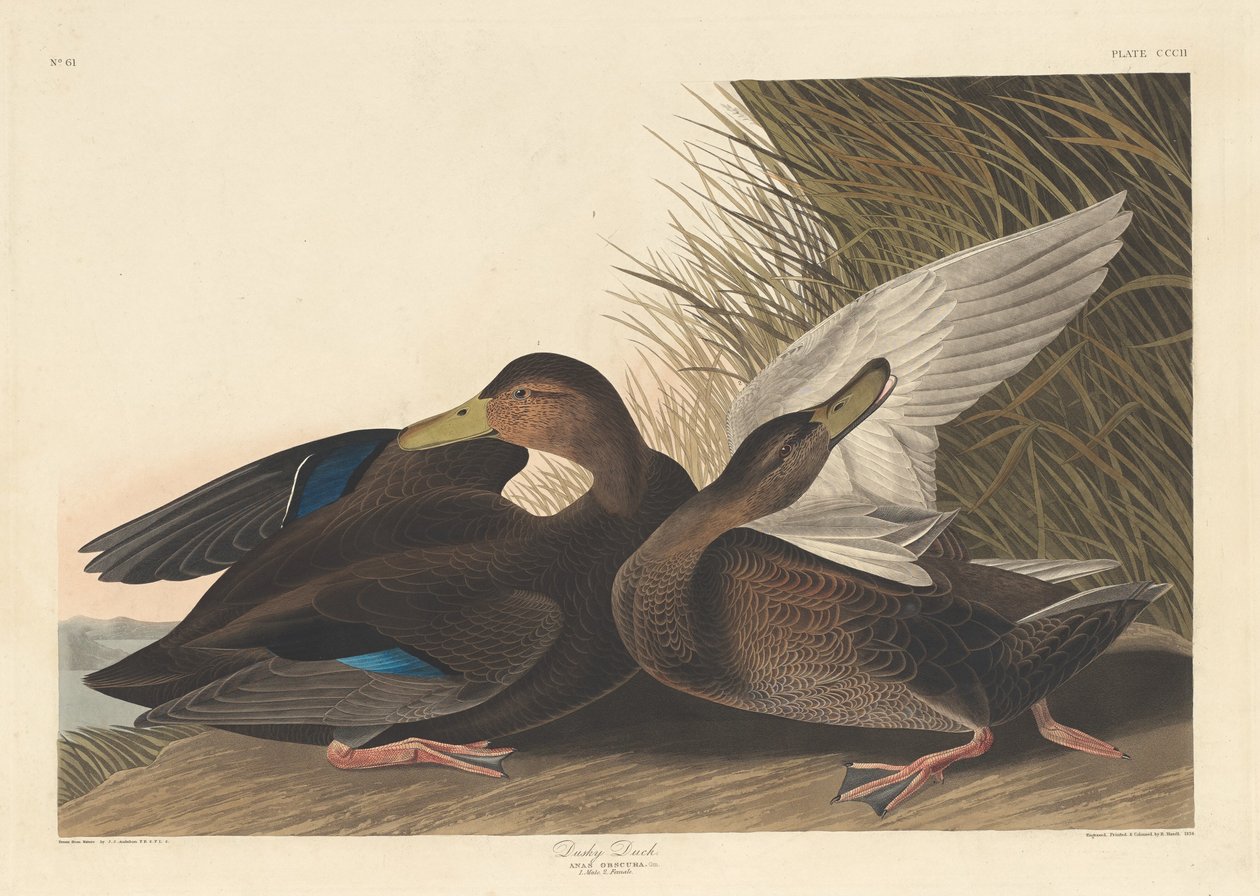Anatra Scura da Robert Havell after John James Audubon
