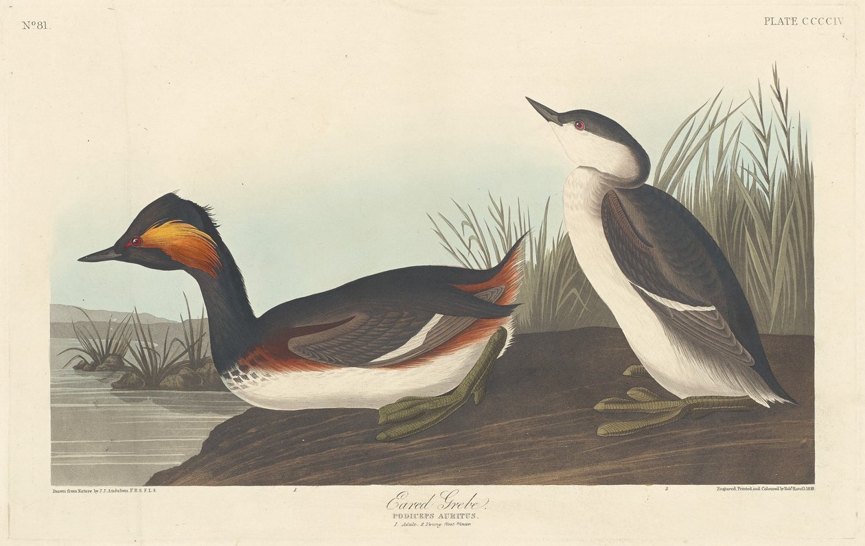 Svasso cornuto da Robert Havell after John James Audubon