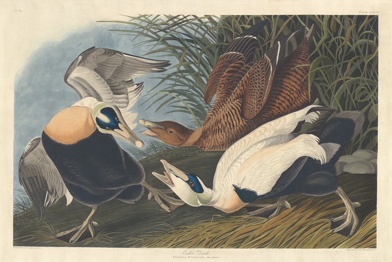 Edredone da Robert Havell after John James Audubon