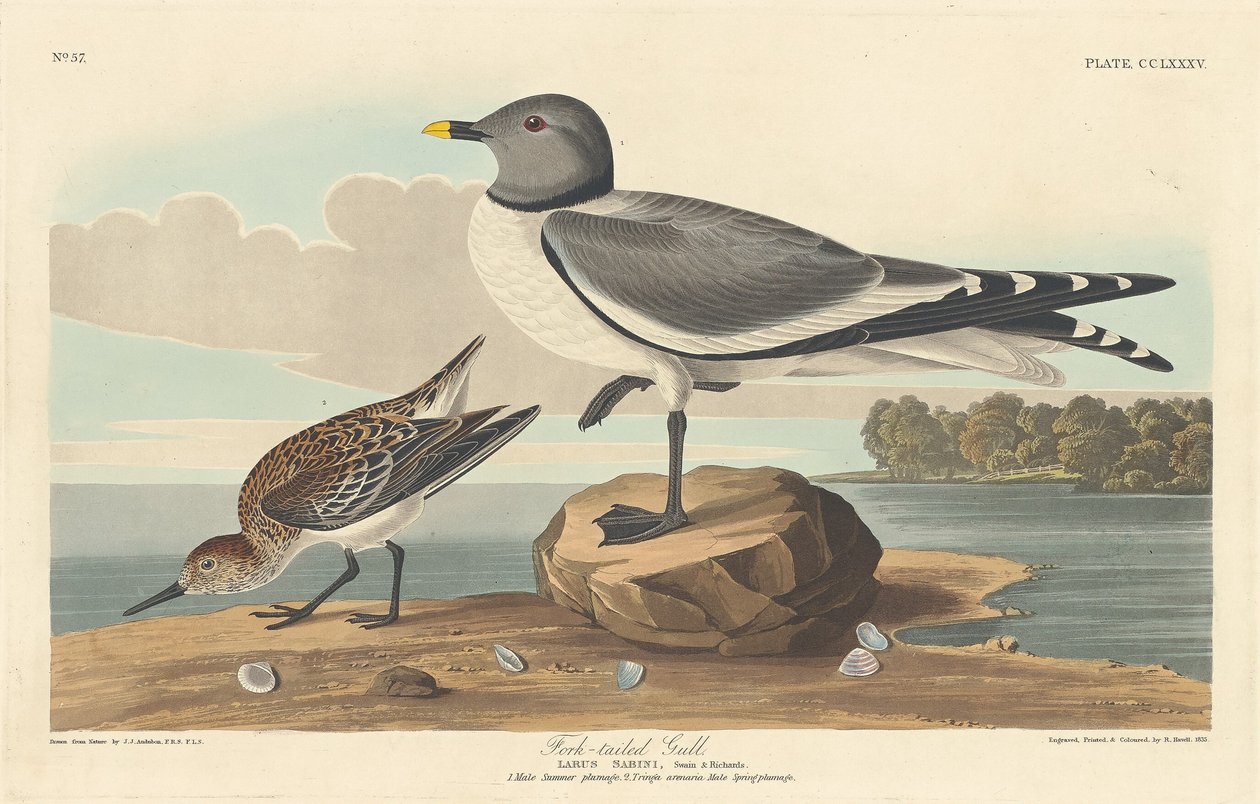 Gabbiano codaforcuta da Robert Havell after John James Audubon