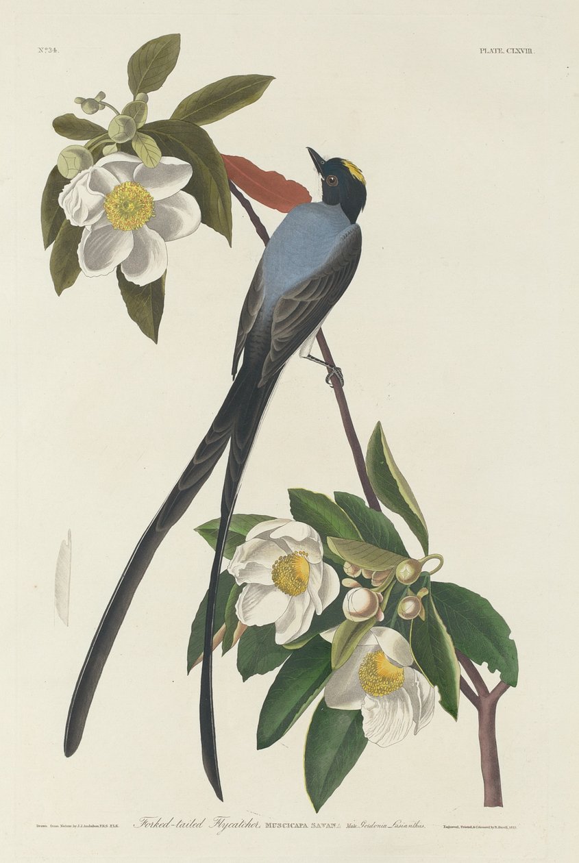 Tiranide coda biforcuta da Robert Havell after John James Audubon