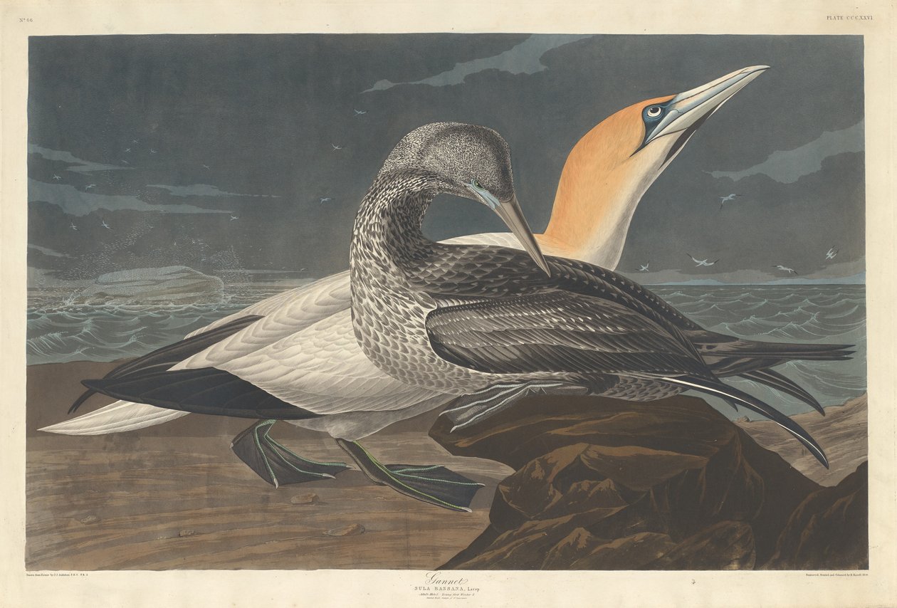 Sula da Robert Havell after John James Audubon