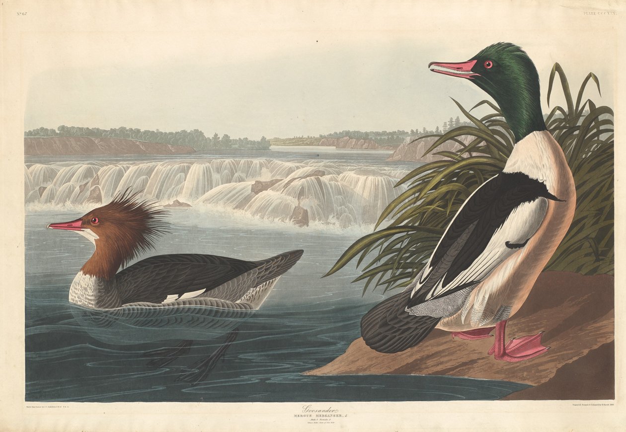 Smergo maggiore da Robert Havell after John James Audubon