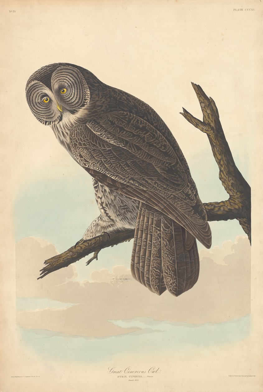Grande gufo cenerino da Robert Havell after John James Audubon