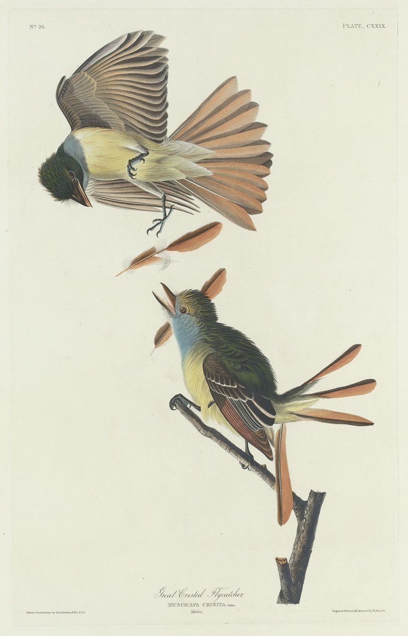 Tyrannus verticalis da Robert Havell after John James Audubon