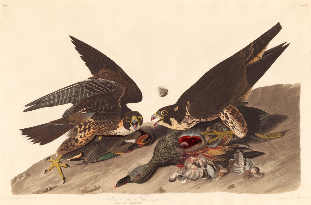 Grande Falco Piede da Robert Havell after John James Audubon