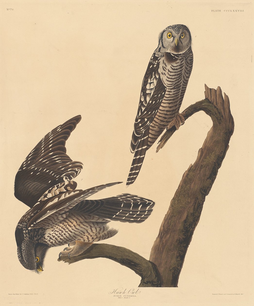 Civetta sparviero da Robert Havell after John James Audubon