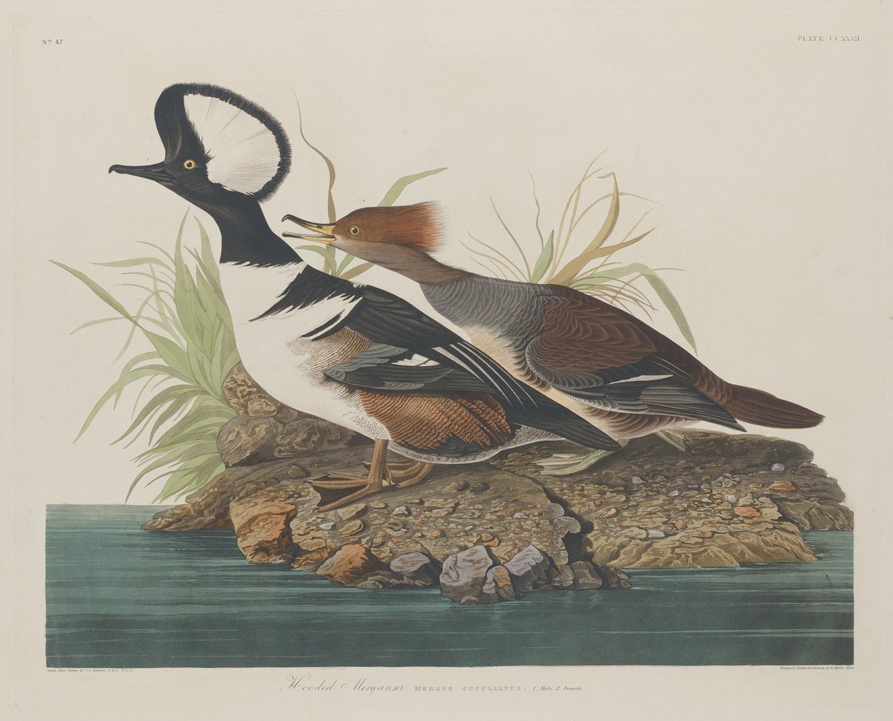 Smergo cappuccino da Robert Havell after John James Audubon