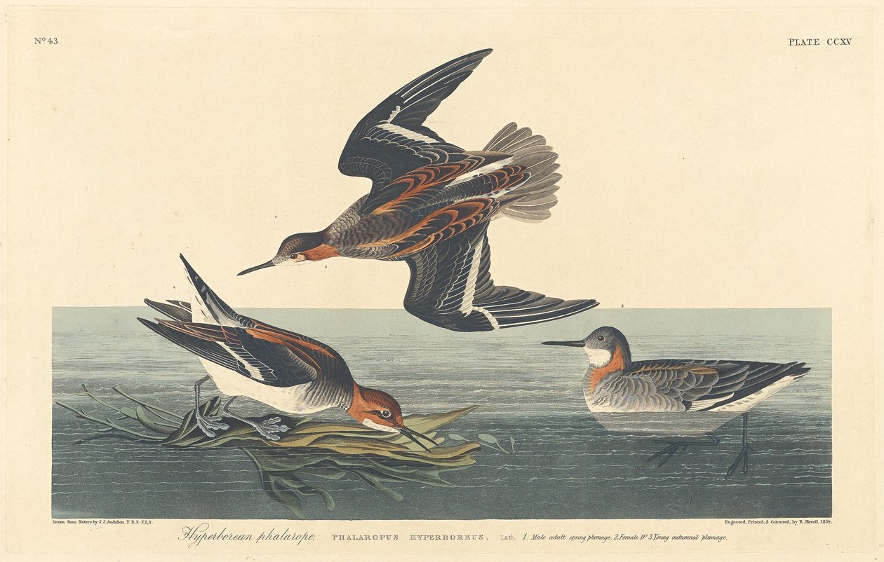 Falco iperboreo da Robert Havell after John James Audubon