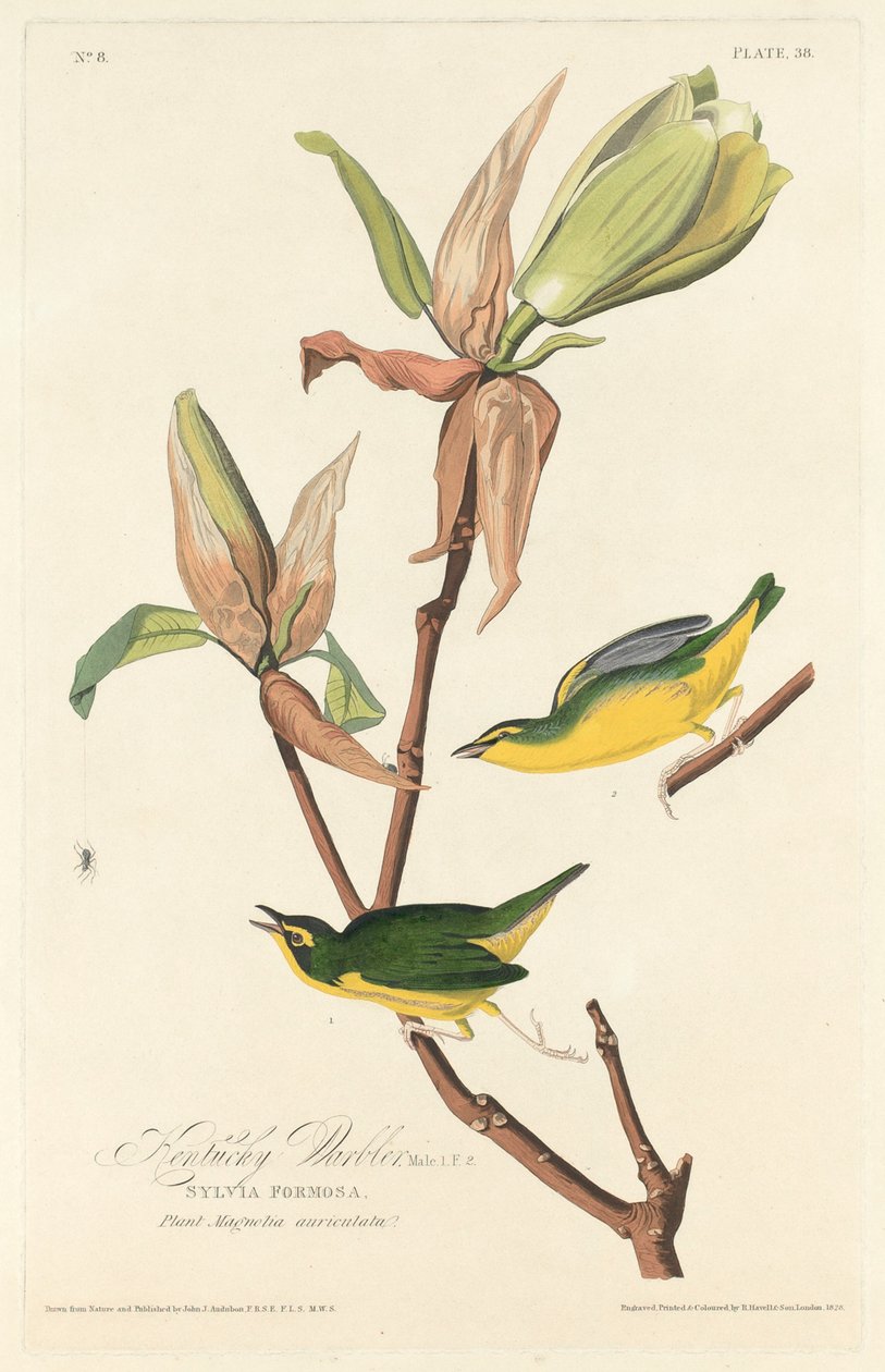 Parula del Kentucky da Robert Havell after John James Audubon