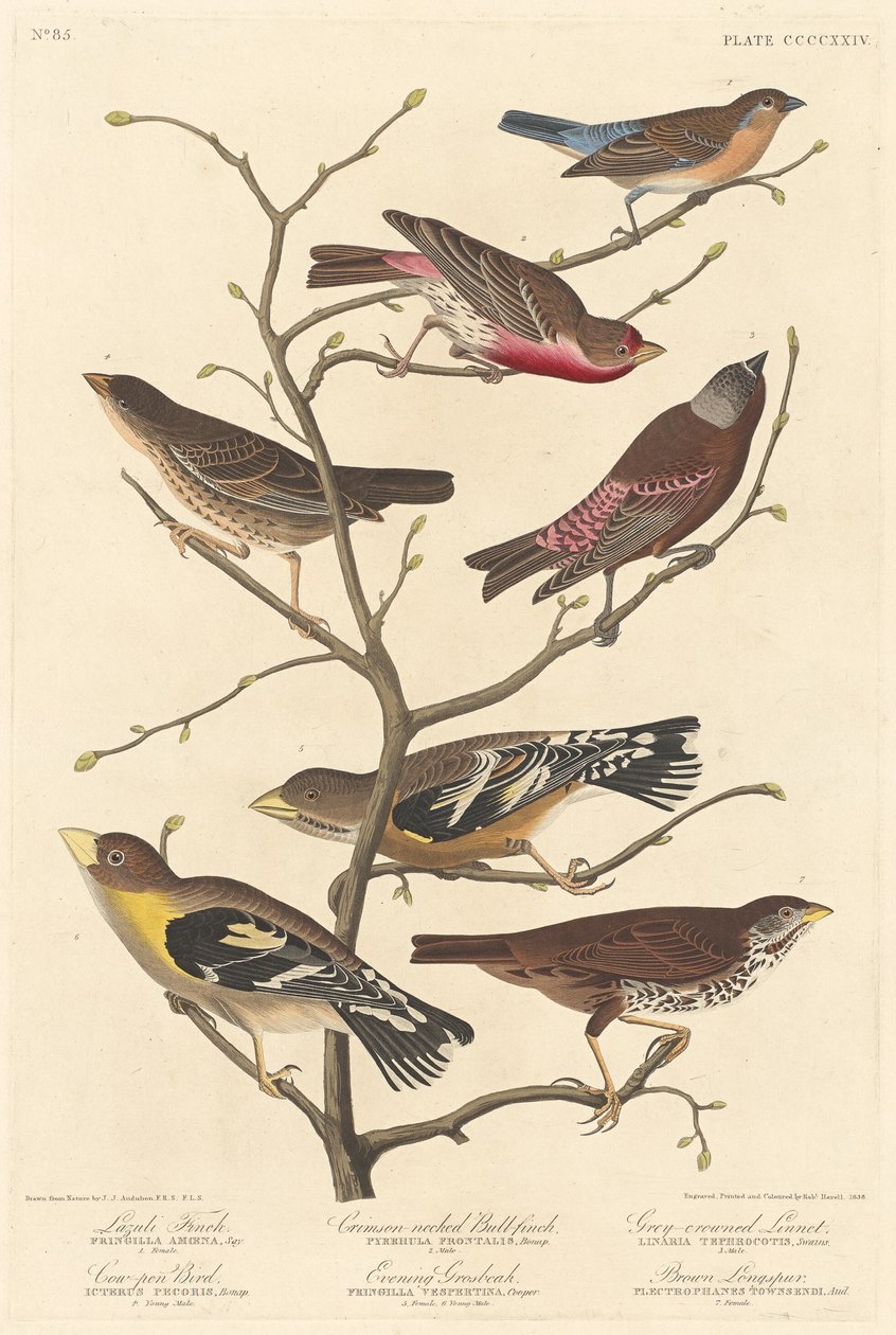 Fringuello lazuli da Robert Havell after John James Audubon