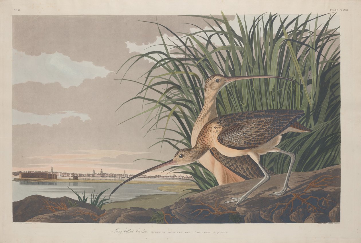 Chiurlo beccolungo da Robert Havell after John James Audubon