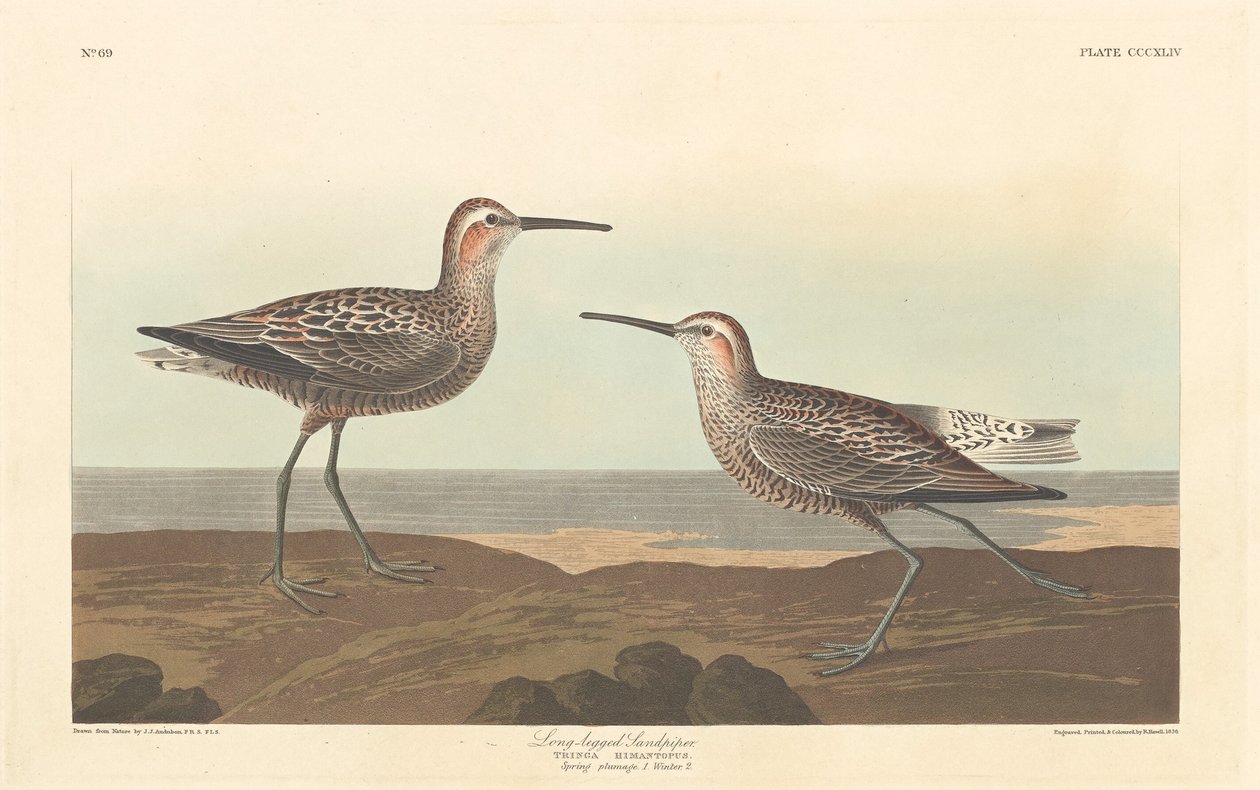 Piro-piro Zampelunghe da Robert Havell after John James Audubon