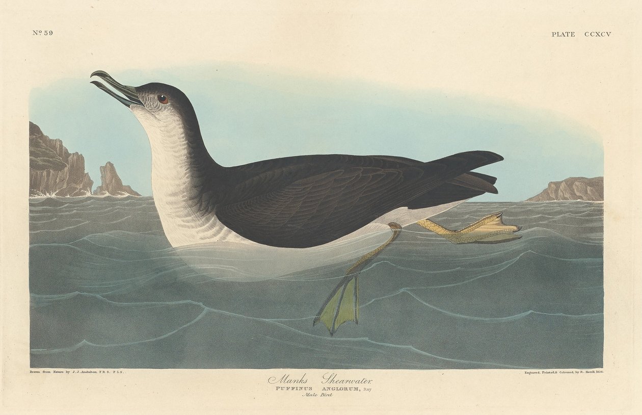 Berta Minore da Robert Havell after John James Audubon