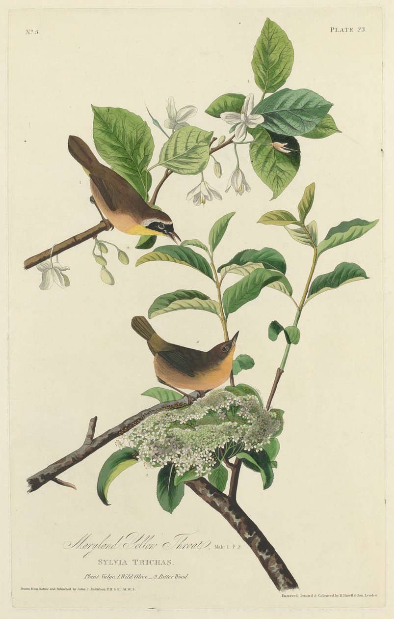 Gola Gialla del Maryland da Robert Havell after John James Audubon