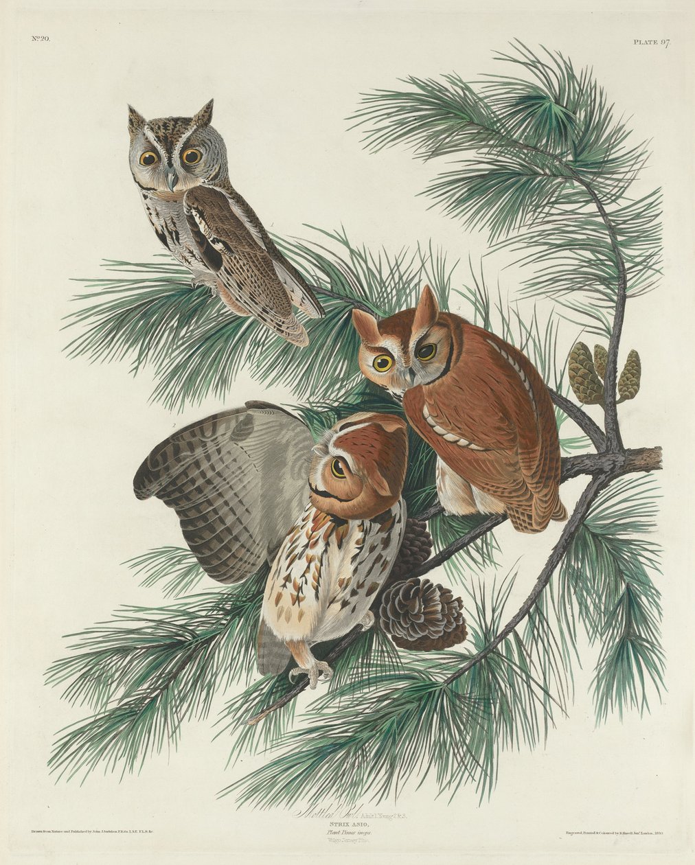 Gufo maculato da Robert Havell after John James Audubon