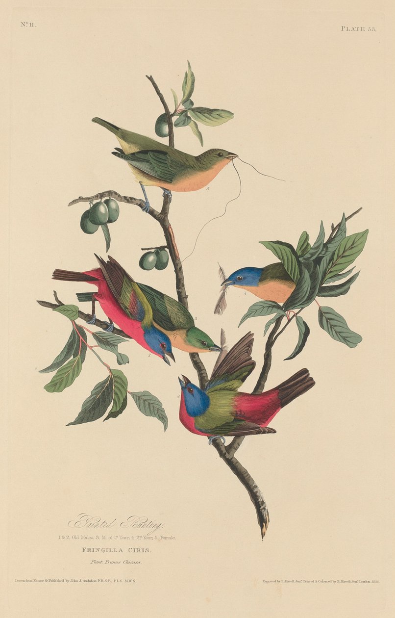 Pettirosso Dipinto da Robert Havell after John James Audubon