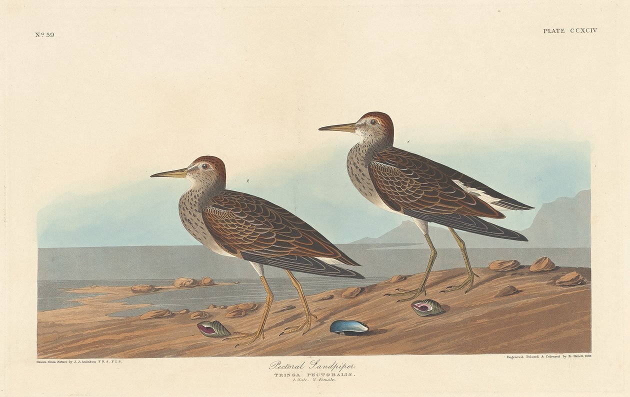 Piro-piro Pettorale da Robert Havell after John James Audubon