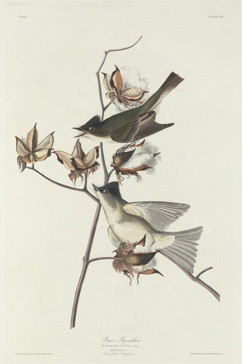 Pigliamosche pavoncella da Robert Havell after John James Audubon