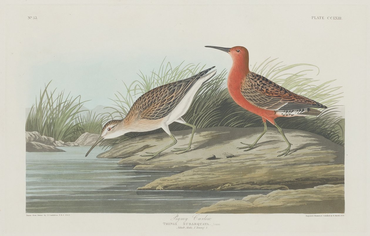 Chiurlo pigmeo da Robert Havell after John James Audubon