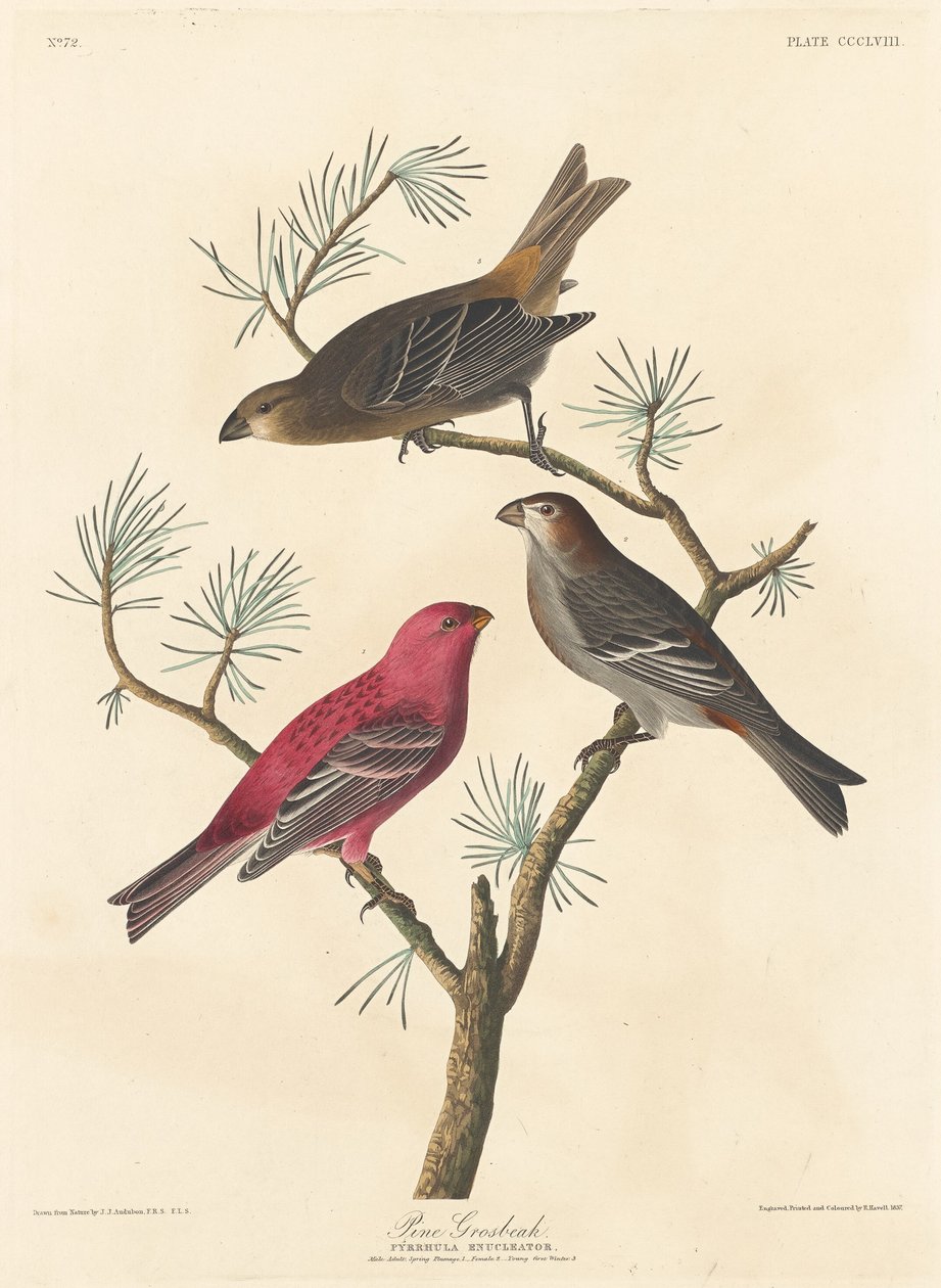 Ciuffolotto delle pinete da Robert Havell after John James Audubon
