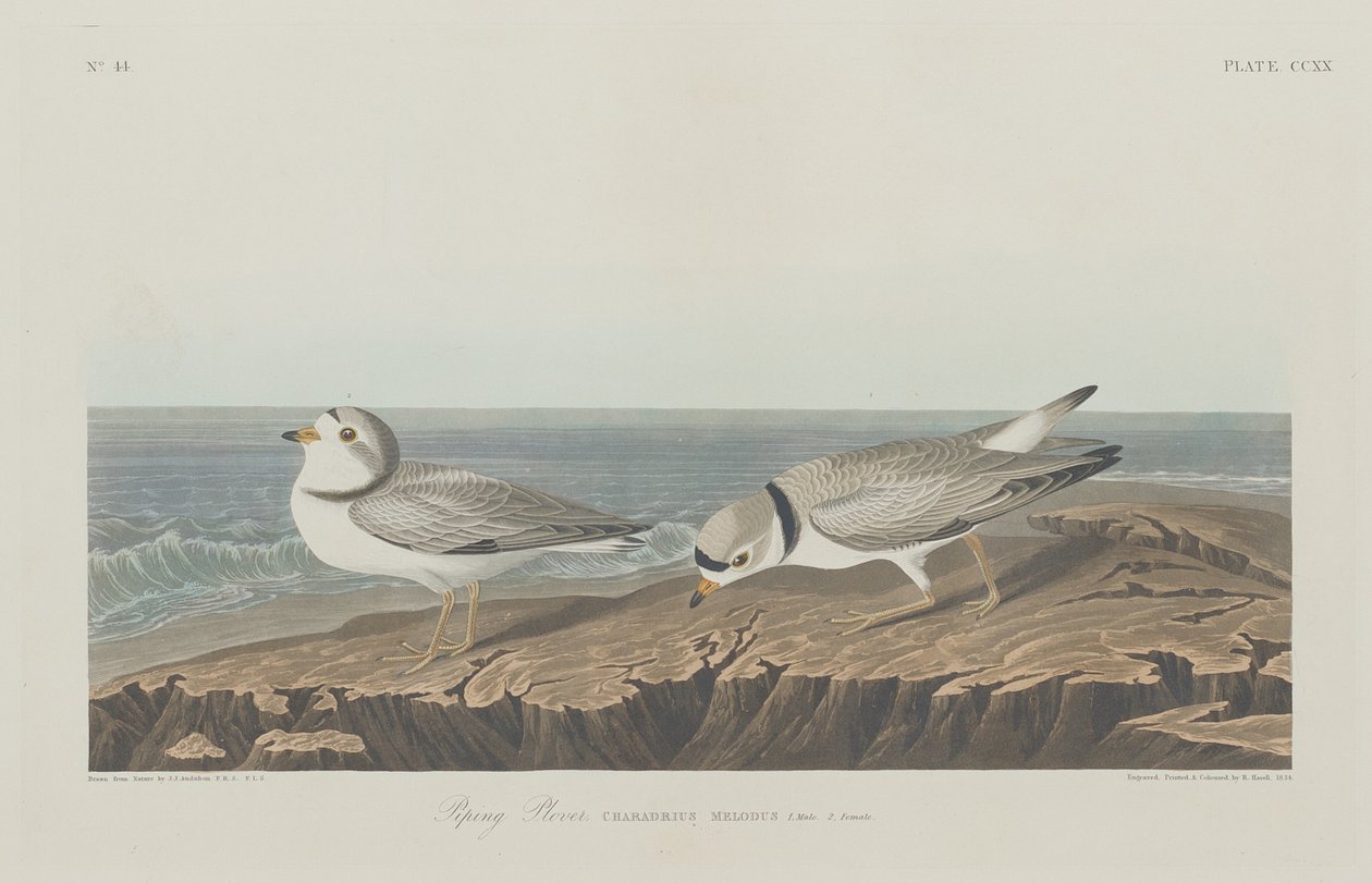 Piping Plover da Robert Havell after John James Audubon