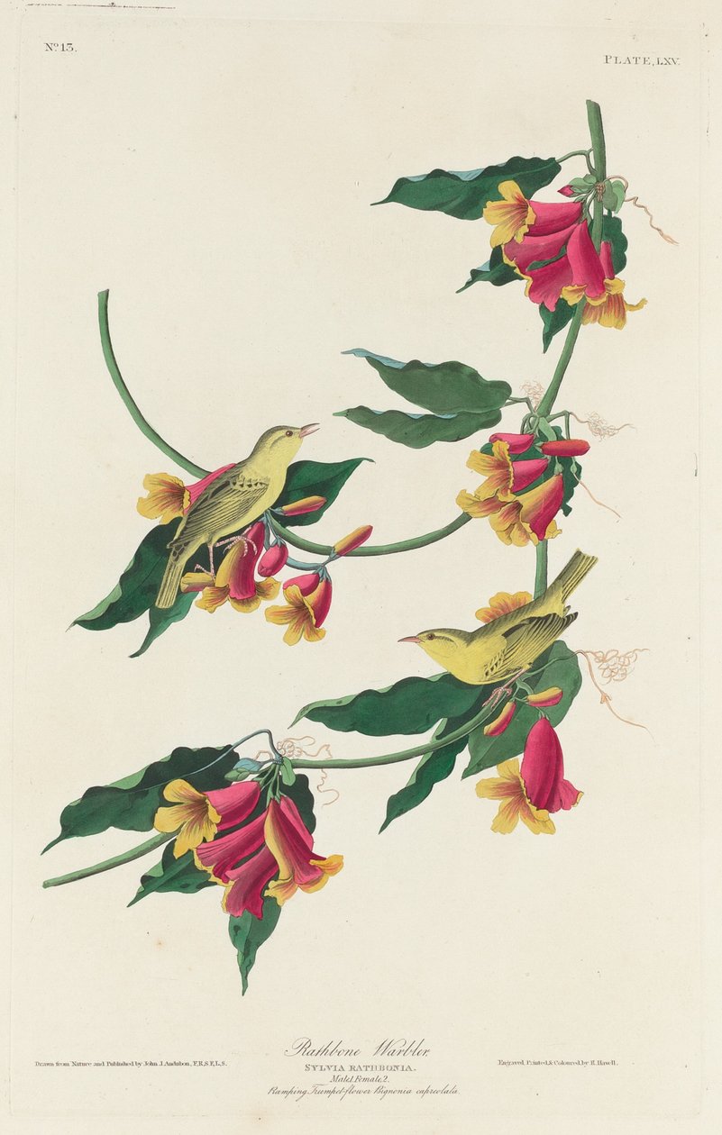 Rathbone Warbler da Robert Havell after John James Audubon
