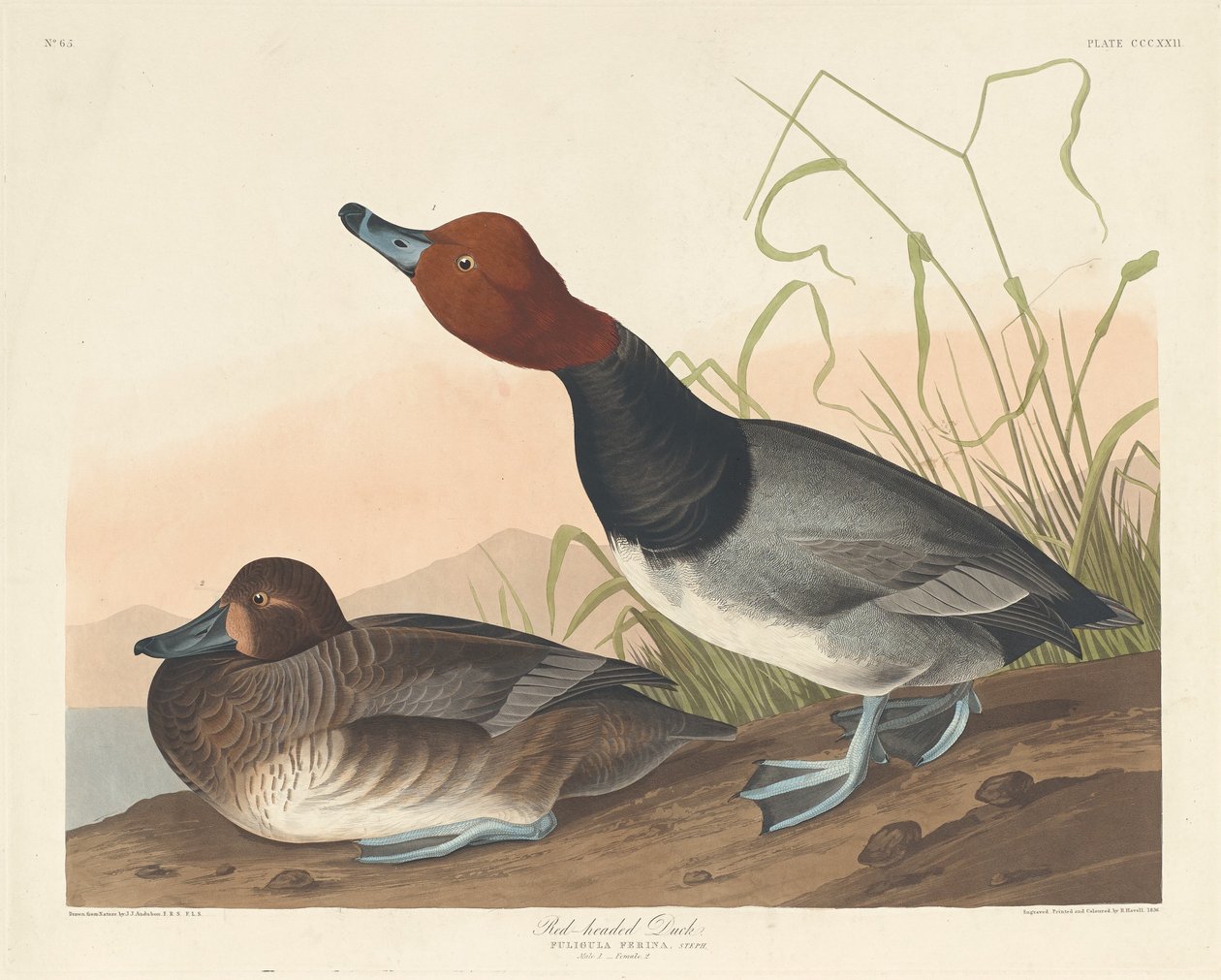 Anatra dalla testa rossa da Robert Havell after John James Audubon