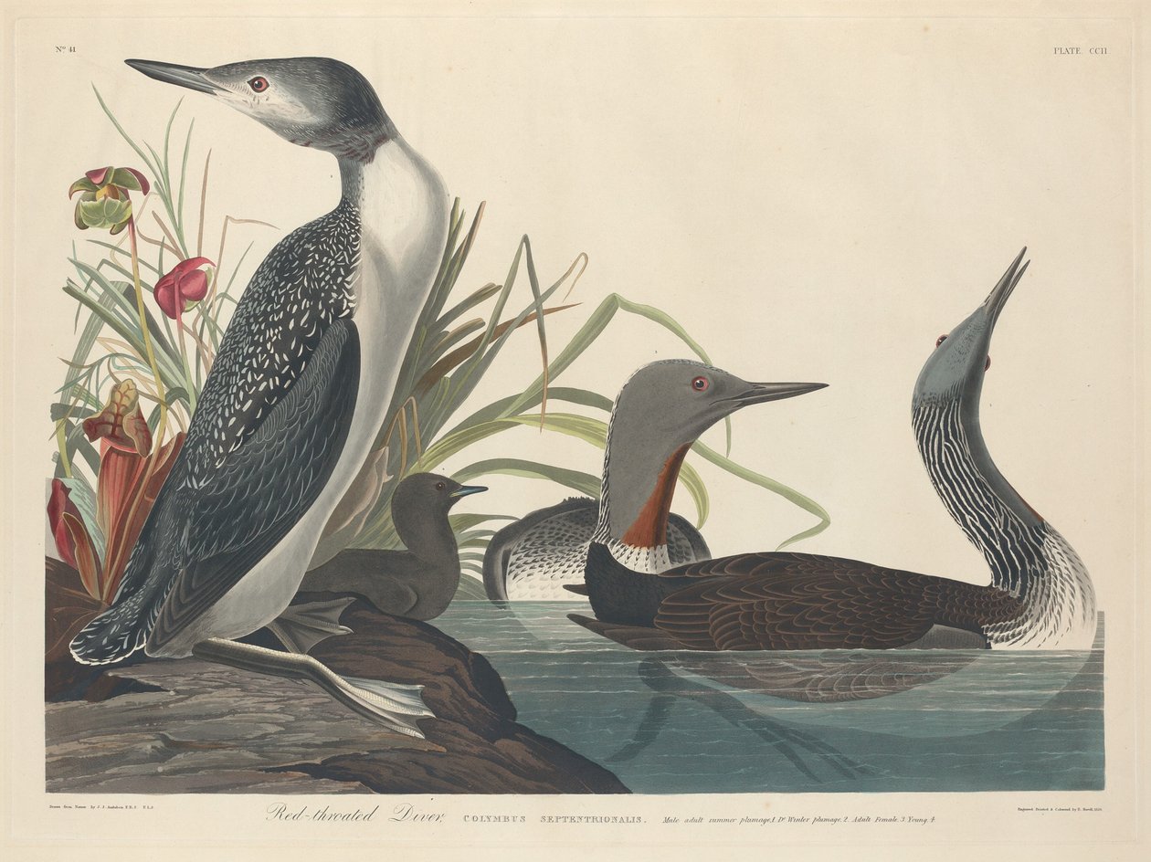 Strolaga minore da Robert Havell after John James Audubon