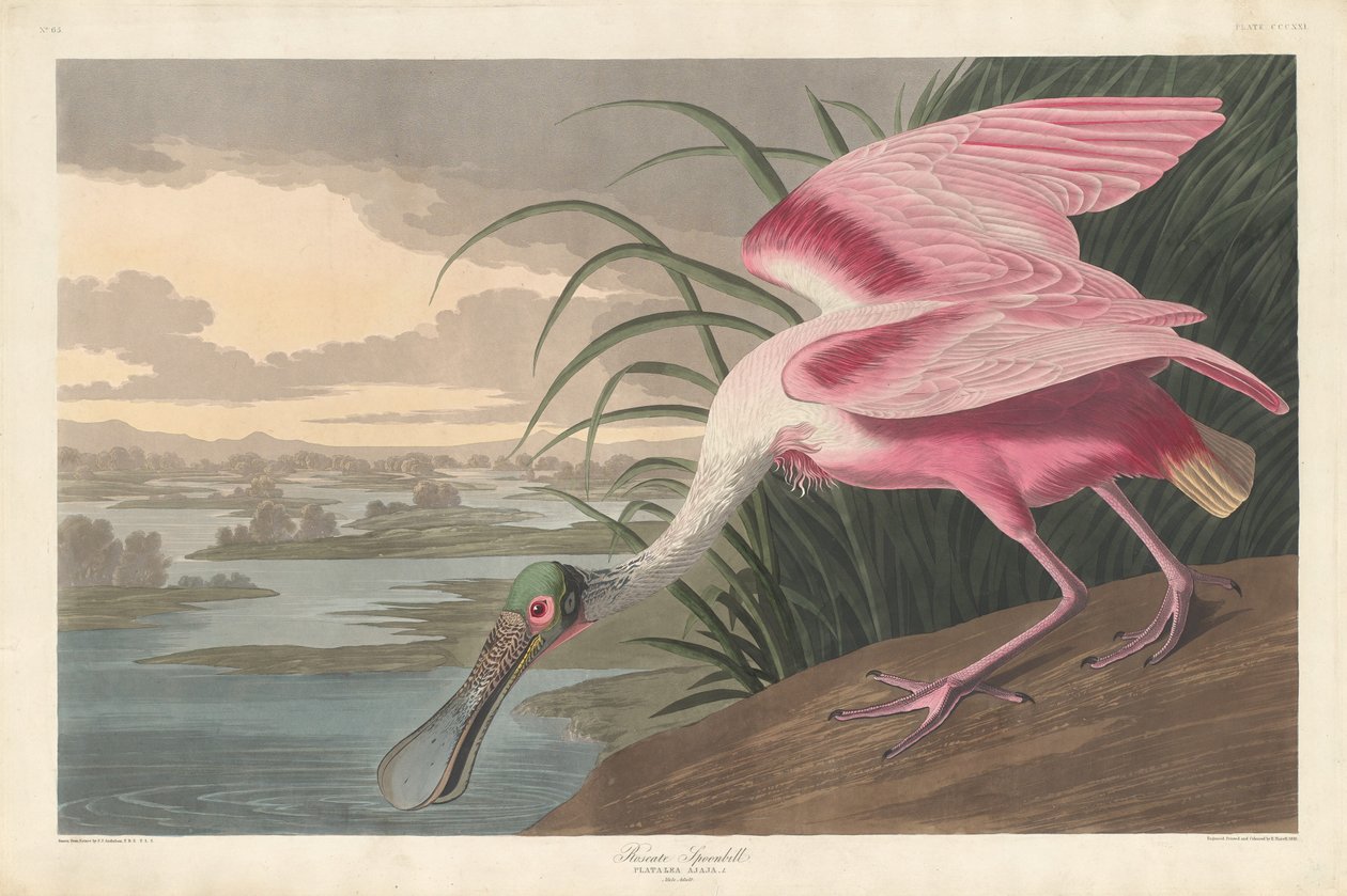 Spatola rosata da Robert Havell after John James Audubon