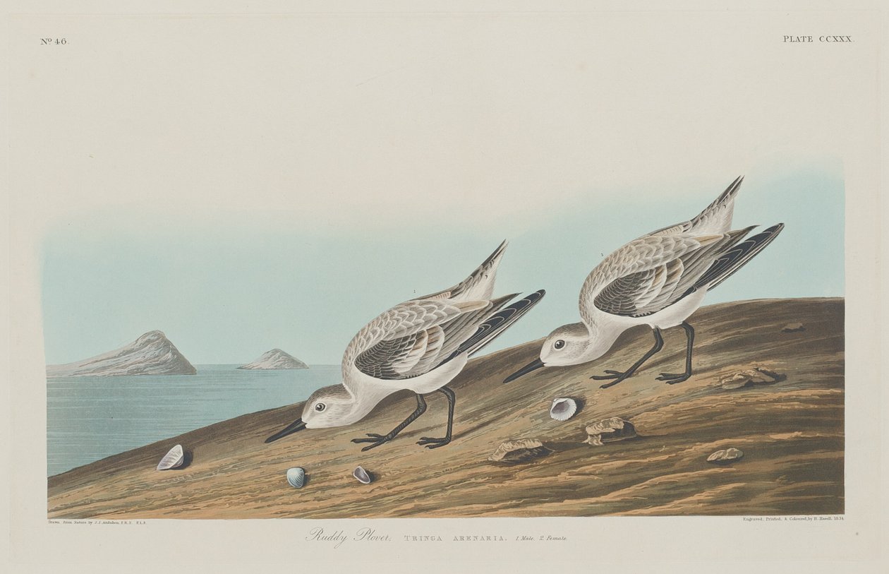 Piviere Rosso da Robert Havell after John James Audubon