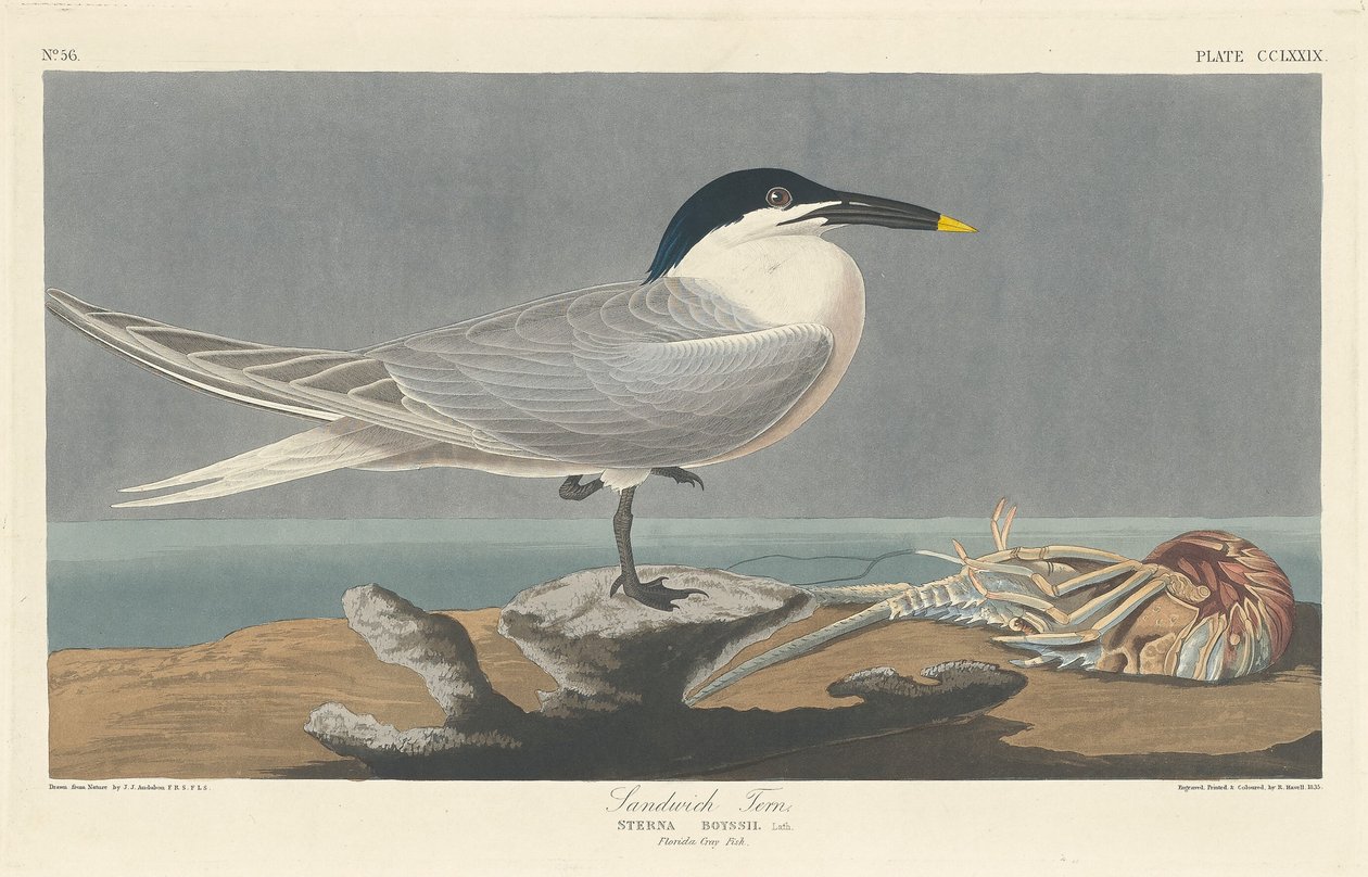 Sterna di Sandwich da Robert Havell after John James Audubon