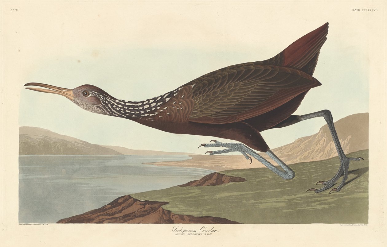 Scolopaceus Courlan da Robert Havell after John James Audubon