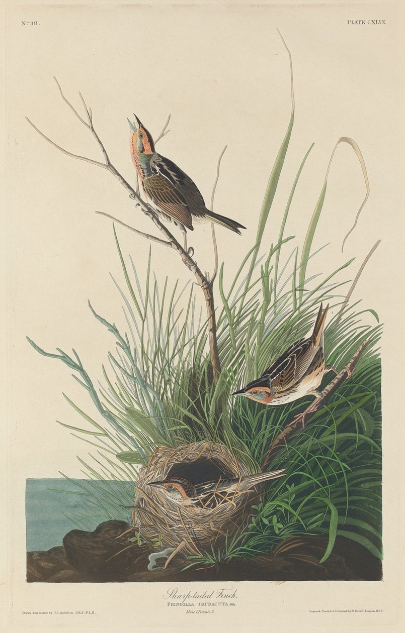 Fringuello dalla coda appuntita da Robert Havell after John James Audubon