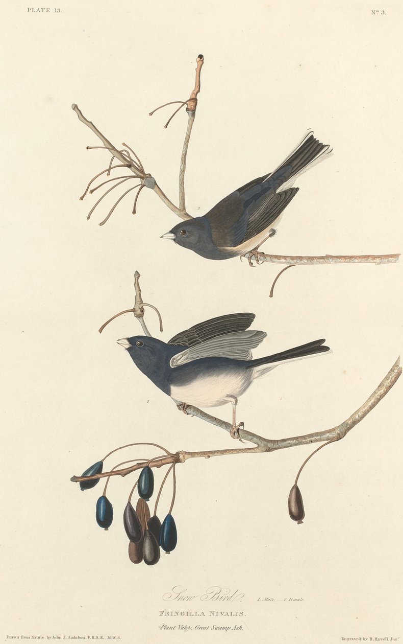 Uccello della Neve da Robert Havell after John James Audubon