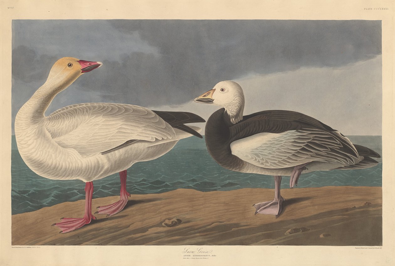 Oca delle nevi da Robert Havell after John James Audubon