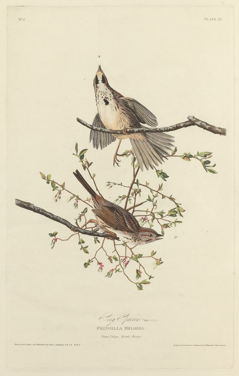 Passero Canoro da Robert Havell after John James Audubon