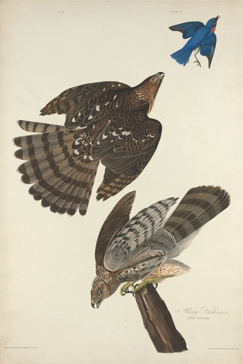 Stanley Hawk da Robert Havell after John James Audubon
