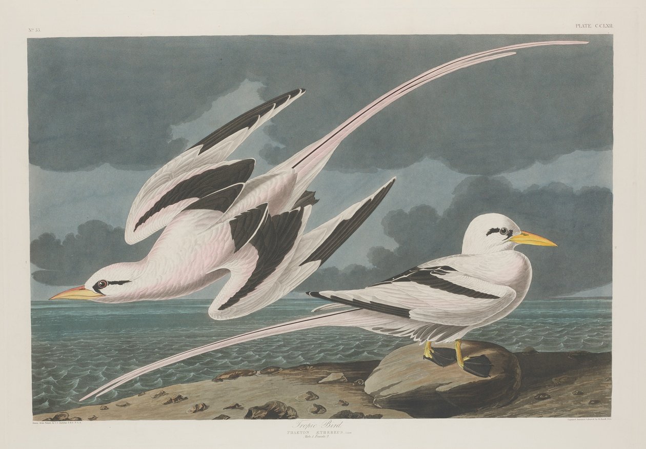 Uccello tropicale da Robert Havell after John James Audubon