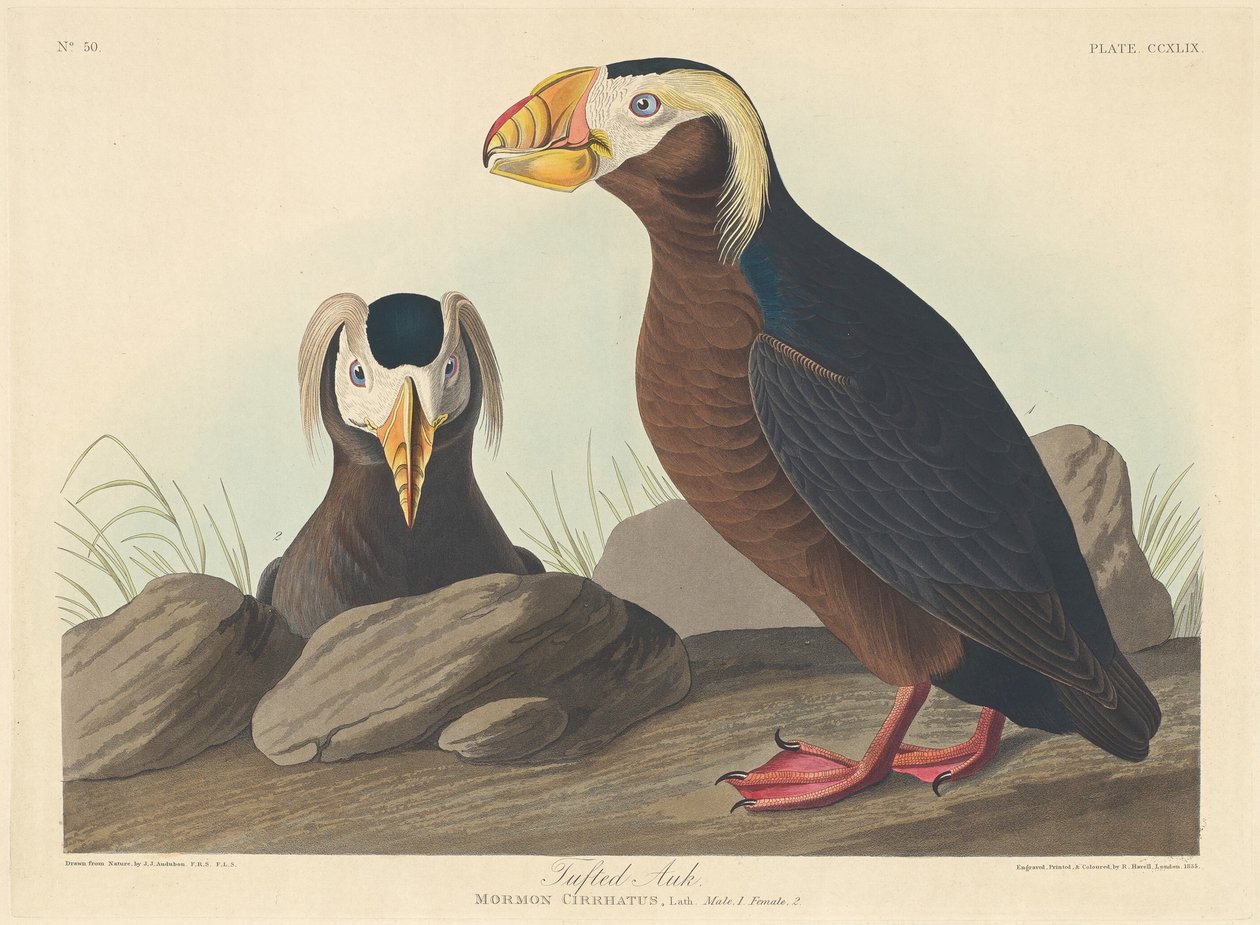 Auk ciuffato da Robert Havell after John James Audubon