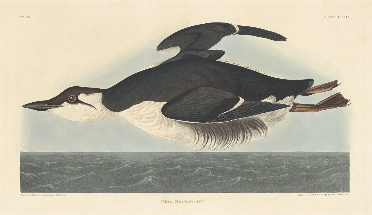 Uria Brunnichii da Robert Havell after John James Audubon