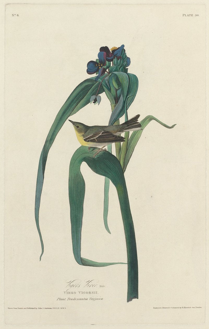 Vireo di Vigors da Robert Havell after John James Audubon