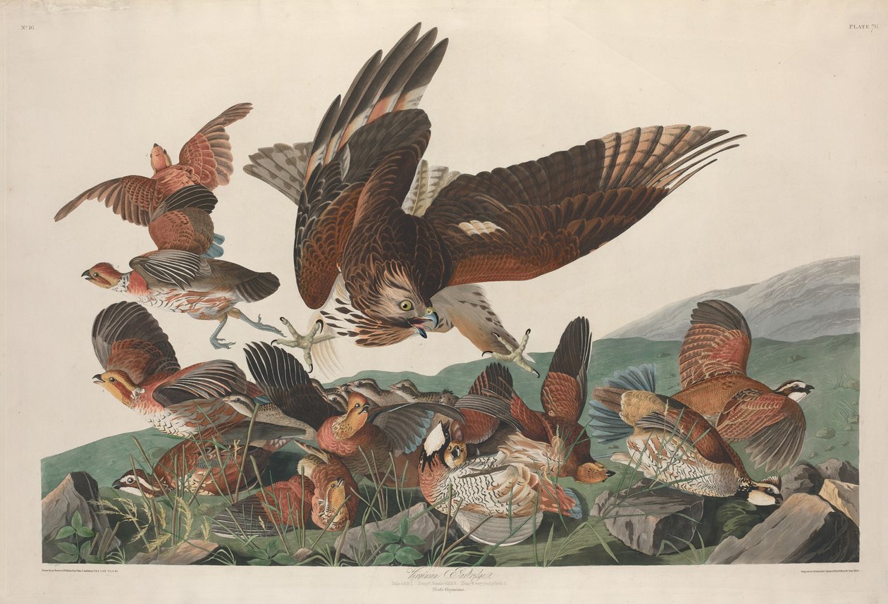 Pernice della Virginia da Robert Havell after John James Audubon