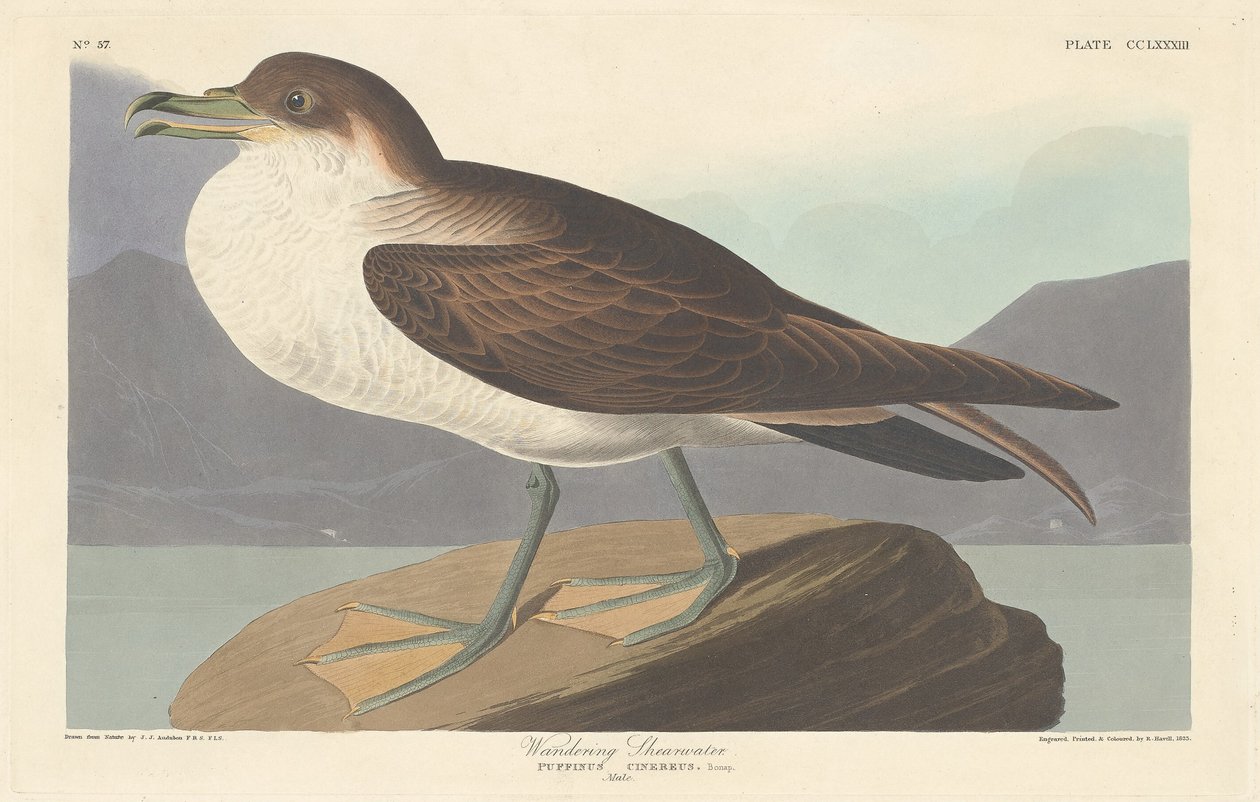 Berta Minore da Robert Havell after John James Audubon