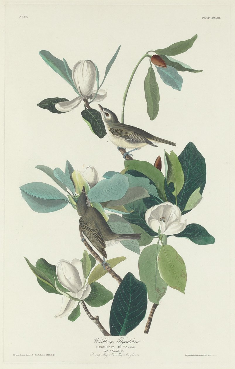 Pigliamosche canoro da Robert Havell after John James Audubon