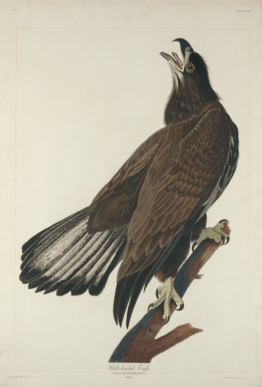 Aquila dalla testa bianca da Robert Havell after John James Audubon