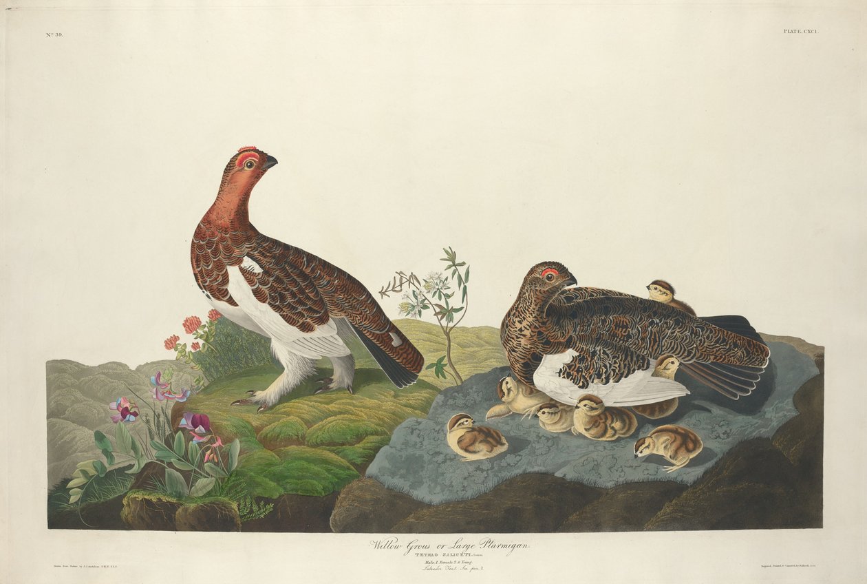 Willow Grouse da Robert Havell after John James Audubon