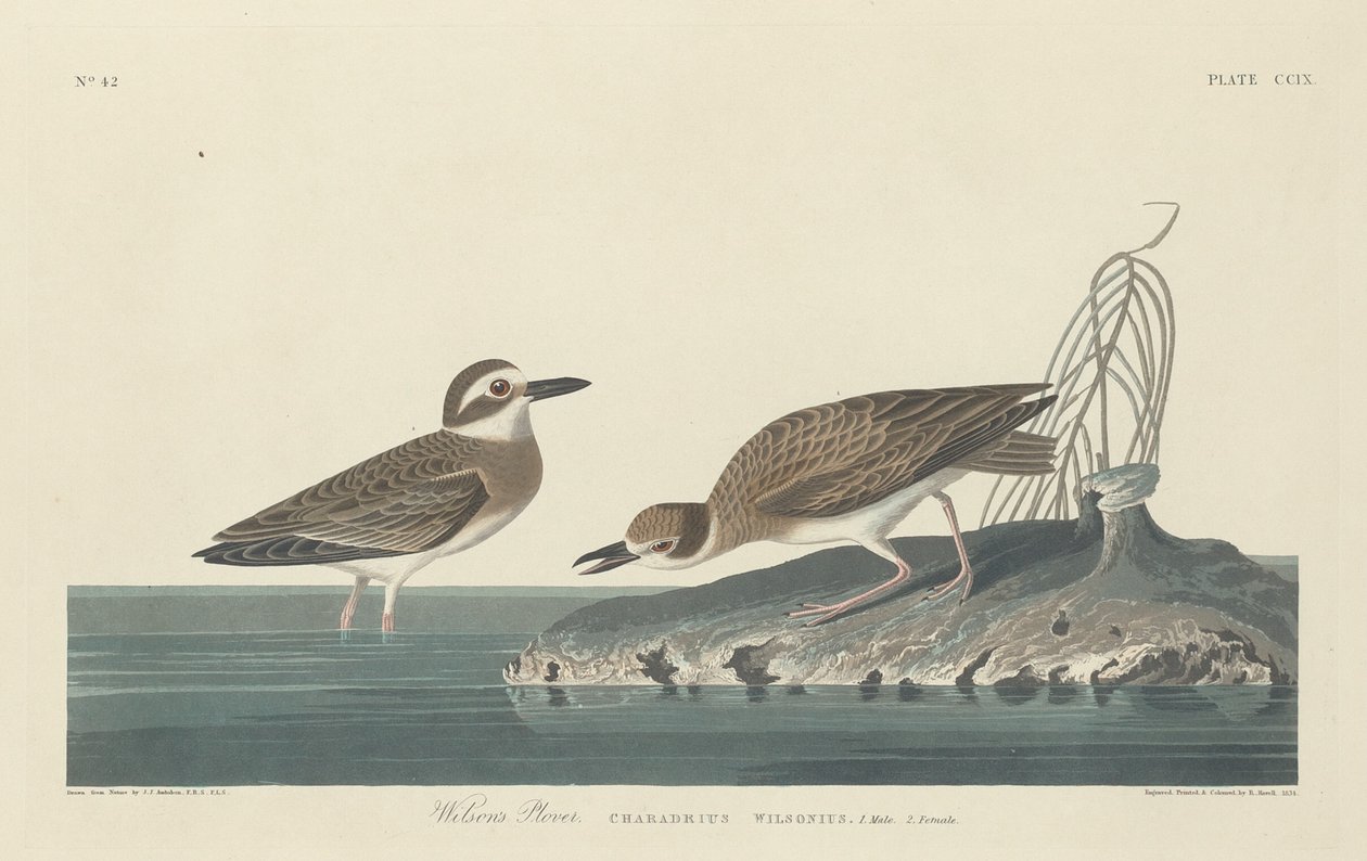 Piviere di Wilson da Robert Havell after John James Audubon